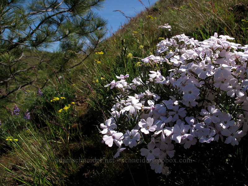 showy phlox (Phlox speciosa) [Klickitat Trail, Klickitat County, Washington]