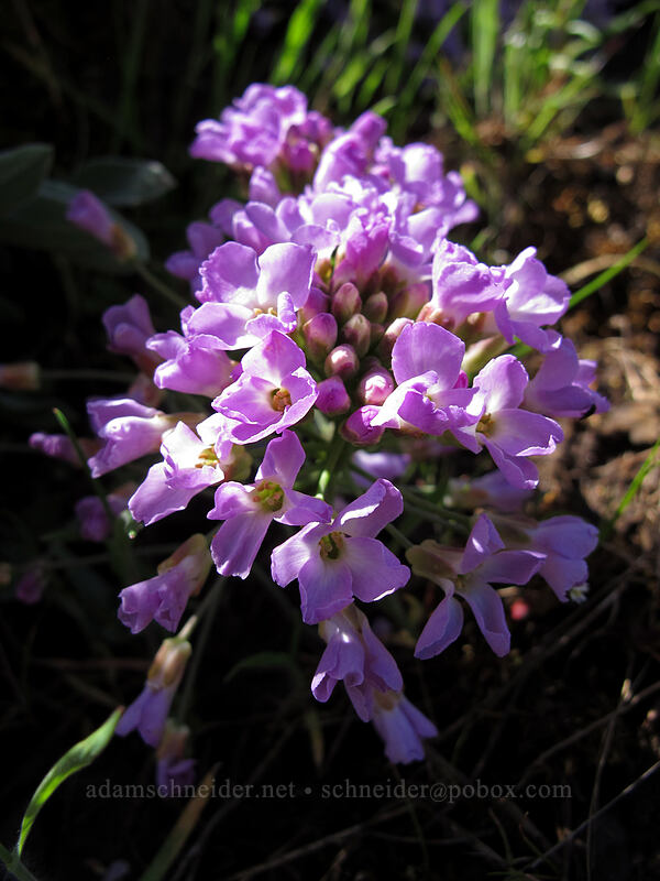 dagger-pod (Phoenicaulis cheiranthoides) [Klickitat Trail, Klickitat County, Washington]