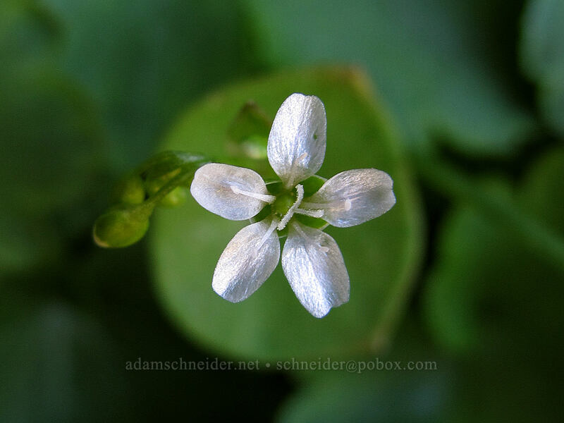 miner's lettuce (Claytonia perfoliata (Montia perfoliata)) [Klickitat Trail, Klickitat County, Washington]