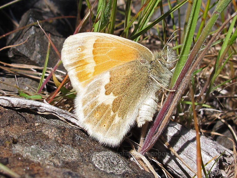 common ringlet butterfly (Coenonympha california (Coenonympha tullia california)) [Klickitat Trail, Klickitat County, Washington]