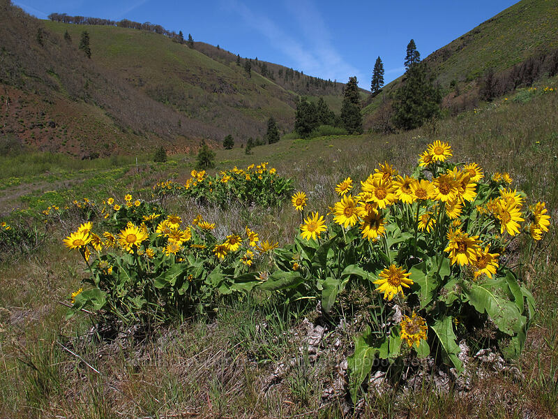 balsamroot (Balsamorhiza sp.) [Klickitat Trail, Klickitat County, Washington]