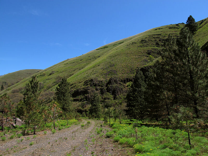 Swale Canyon [Swale Canyon, Klickitat County, Washington]