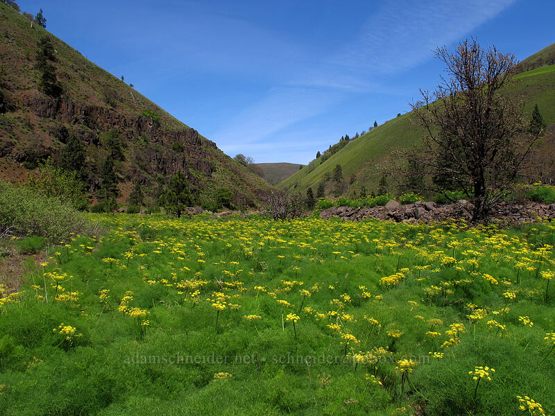 Klickitat desert parsley in Swale Flats (Lomatium klickitatense (Lomatium grayi)) [Swale Canyon, Klickitat County, Washington]