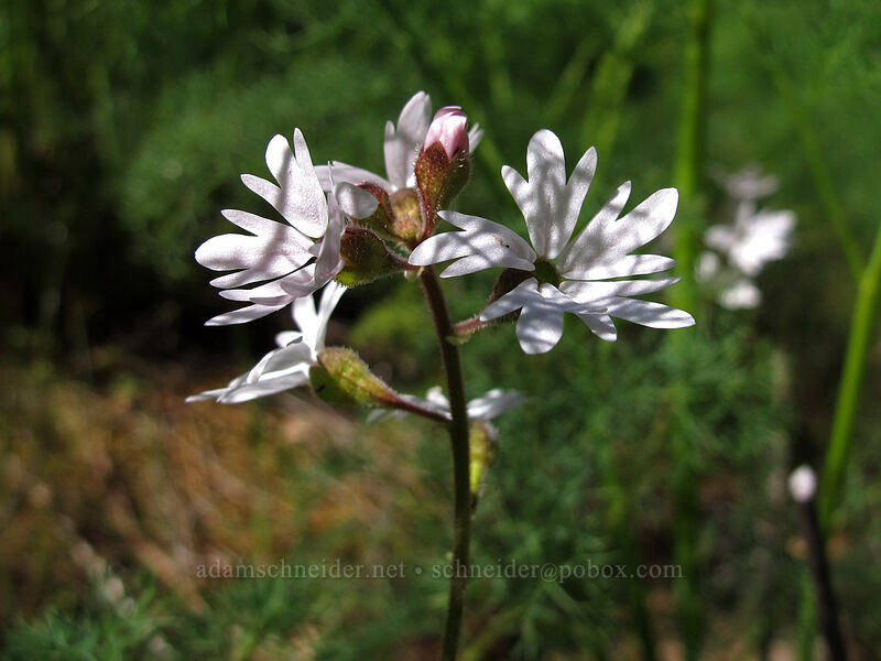 prairie stars with desert parsley shadows (Lithophragma parviflorum) [Swale Canyon, Klickitat County, Washington]