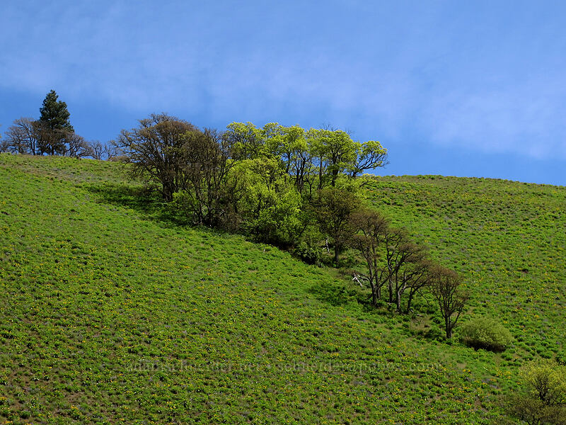 wildflowers & oak trees [Swale Canyon, Klickitat County, Washington]