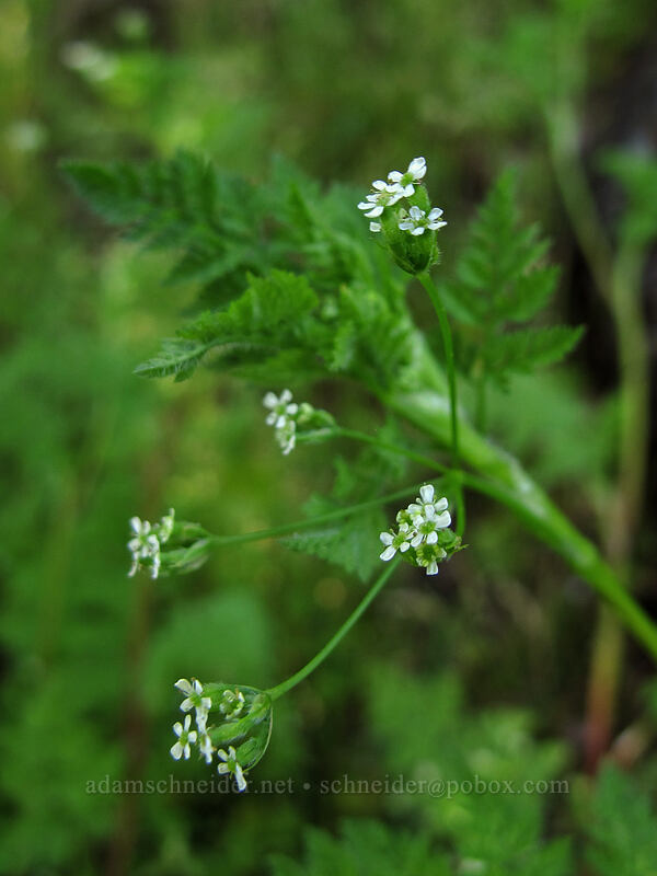 bur-chervil (Anthriscus caucalis) [Swale Canyon, Klickitat County, Washington]
