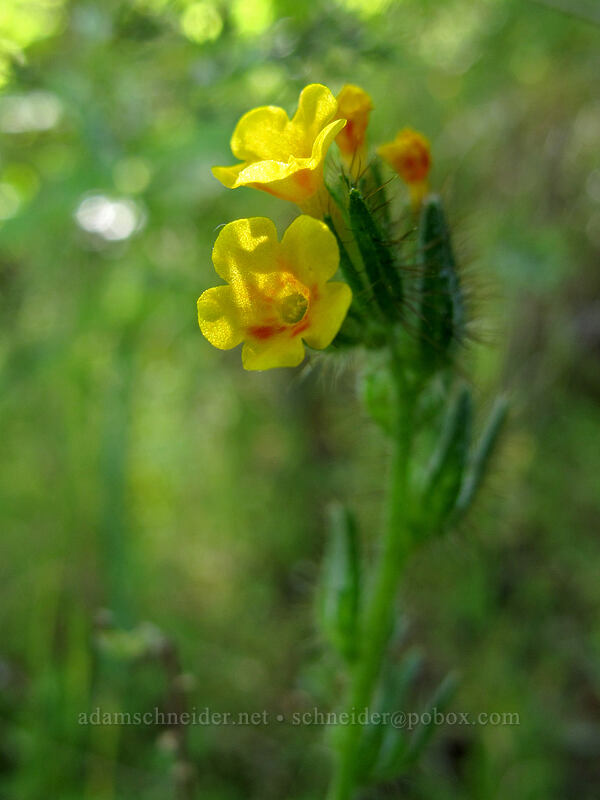 fiddleneck (Amsinckia menziesii) [Swale Canyon, Klickitat County, Washington]