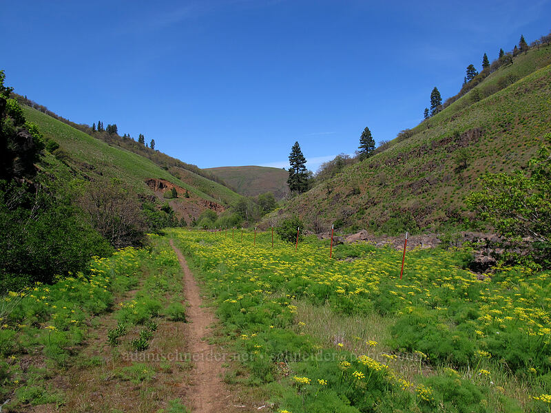desert parsley in Swale Canyon (Lomatium klickitatense (Lomatium grayi)) [Swale Canyon, Klickitat County, Washington]
