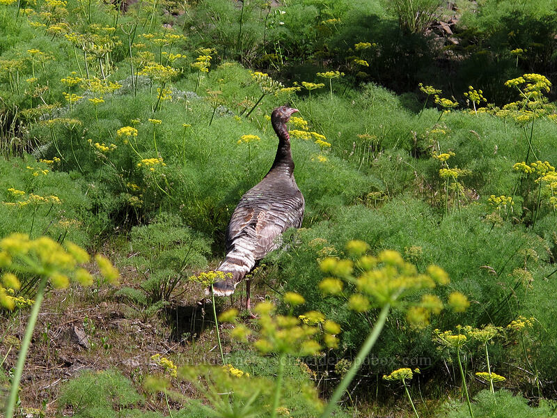 wild turkey (Meleagris gallopavo) [Swale Canyon, Klickitat County, Washington]