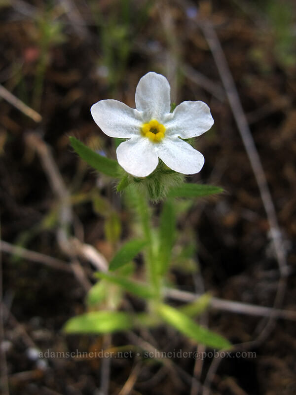 slender popcorn flower (Plagiobothrys tenellus) [Swale Canyon, Klickitat County, Washington]