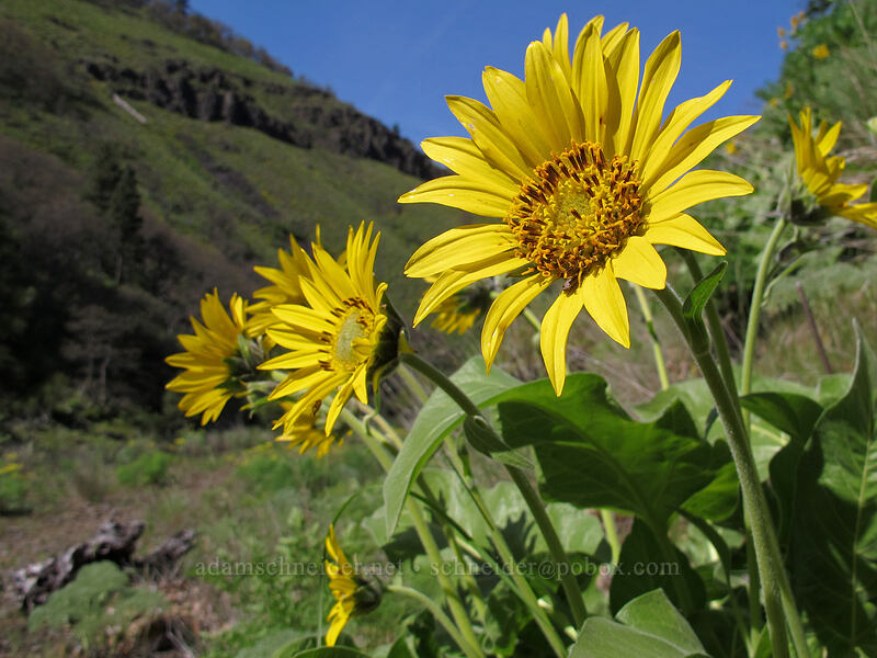 balsamroot (Balsamorhiza sp.) [Swale Canyon, Klickitat County, Washington]