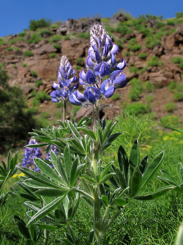 lupine (Lupinus sp.) [Klickitat Trail, Klickitat County, Washington]