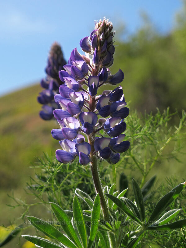 lupines (Lupinus sp.) [Klickitat Trail, Klickitat County, Washington]