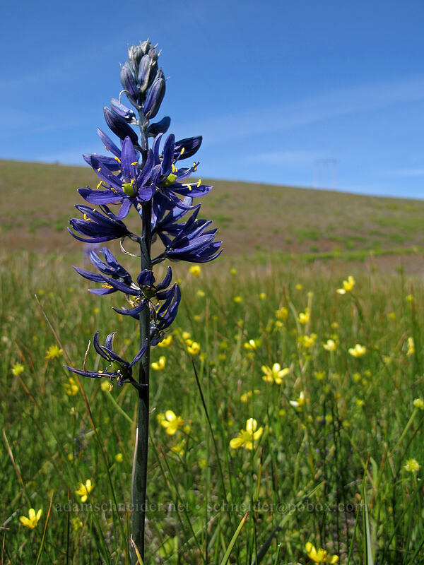 camas & buttercups (Camassia quamash, Ranunculus occidentalis) [Klickitat Trail, Klickitat County, Washington]