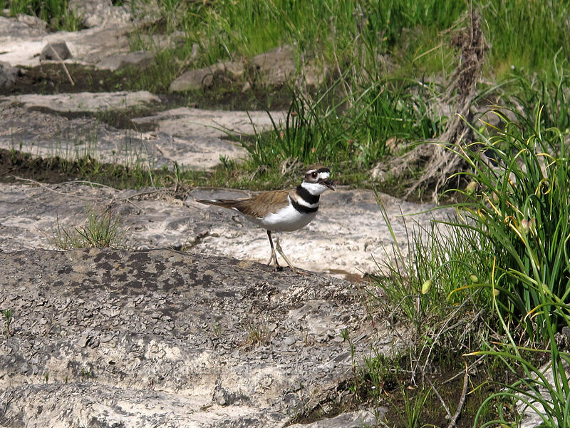 killdeer (Charadrius vociferus) [Klickitat Trail, Klickitat County, Washington]