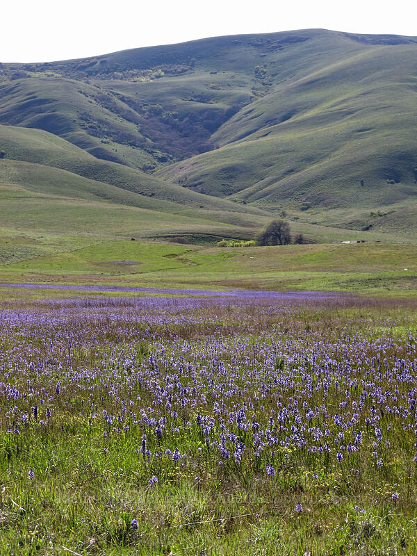 camas & the Columbia Hills (Camassia quamash) [Centerville Highway, Klickitat County, Washington]