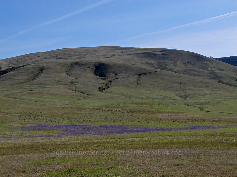 camas & the Columbia Hills (Camassia quamash) [Centerville Highway, Klickitat County, Washington]