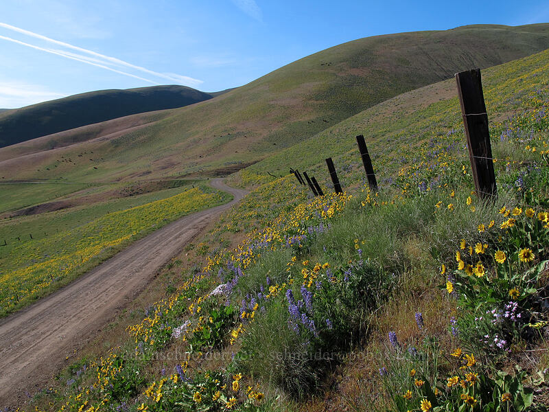 Columbia Hills [Dalles Mountain Road, Klickitat County, Washington]