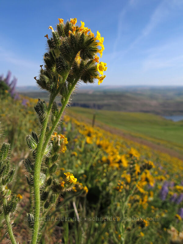 fiddleneck (Amsinckia sp.) [Dalles Mountain Road, Klickitat County, Washington]