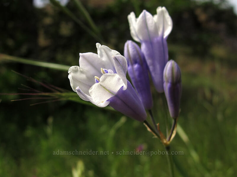bi-colored cluster lily (Triteleia grandiflora var. howellii (Brodiaea bicolor)) [Catherine Creek, Klickitat County, Washington]