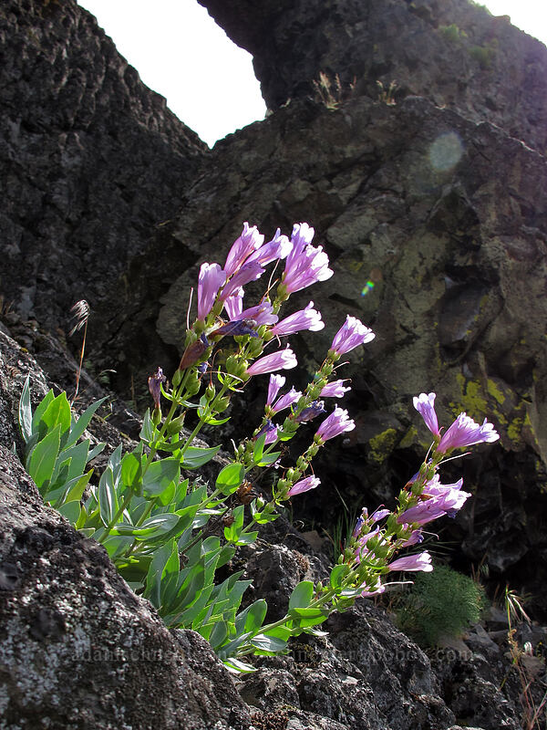 Barrett's penstemon (Penstemon barrettiae) [Catherine Creek, Klickitat County, Washington]
