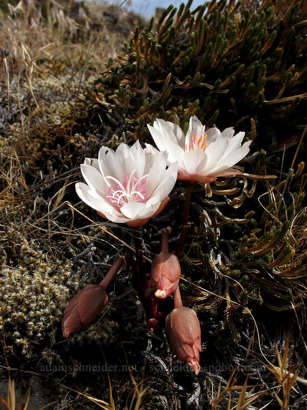 bitterroot (Lewisia rediviva) [Catherine Creek, Klickitat County, Washington]