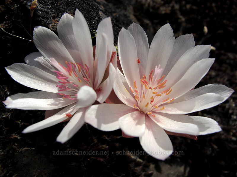 bitterroot (Lewisia rediviva) [Catherine Creek, Klickitat County, Washington]