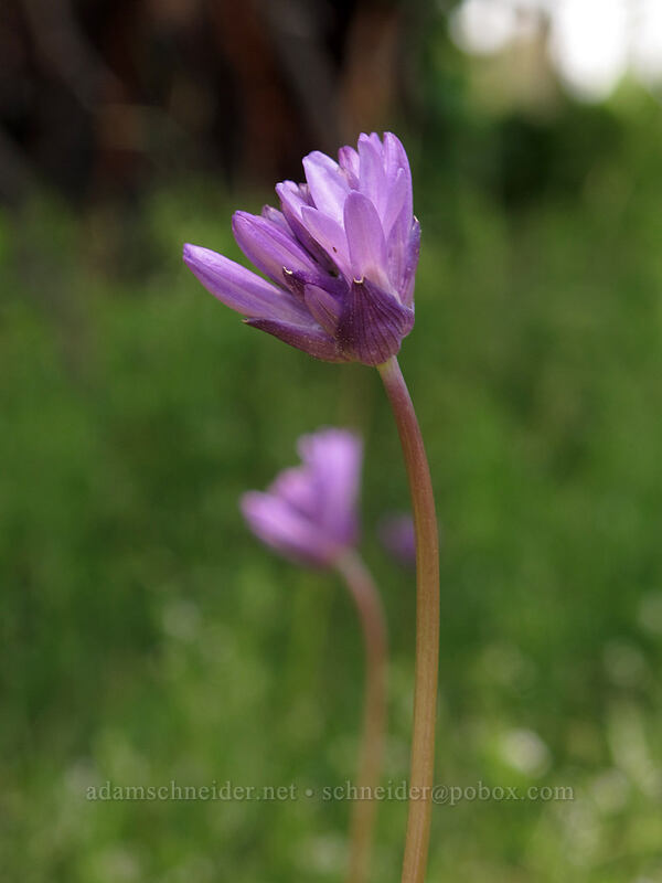 ookow (Dichelostemma congestum (Brodiaea congesta)) [Catherine Creek, Klickitat County, Washington]