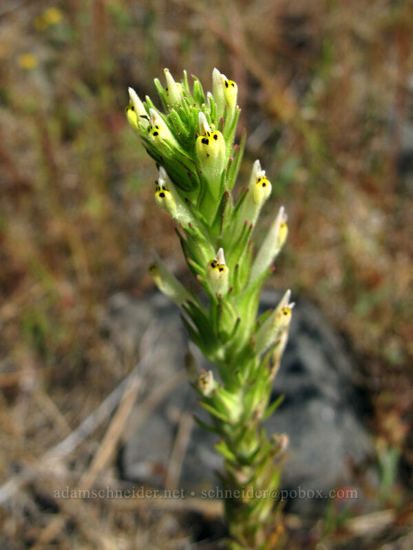 narrow-leaf owl's-clover (Castilleja attenuata (Orthocarpus attenuatus)) [Catherine Creek, Klickitat County, Washington]