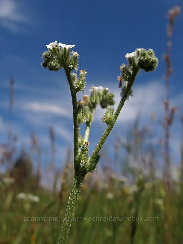 cryptantha (Cryptantha sp.) [Catherine Creek, Klickitat County, Washington]