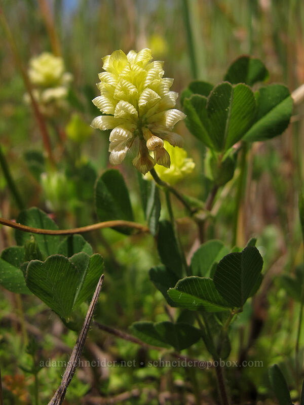 hop clover (Trifolium campestre) [Catherine Creek, Klickitat County, Washington]