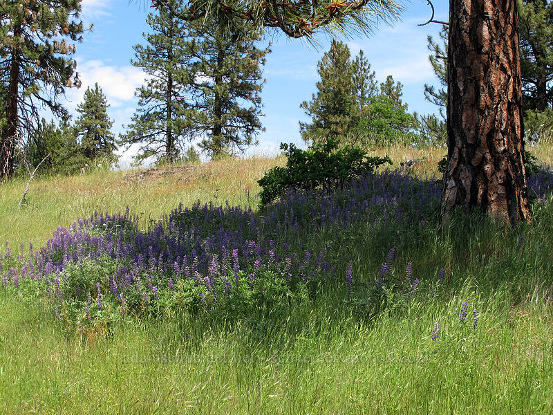lupines under a pine tree (Lupinus sp., Pinus ponderosa) [Catherine Creek, Klickitat County, Washington]