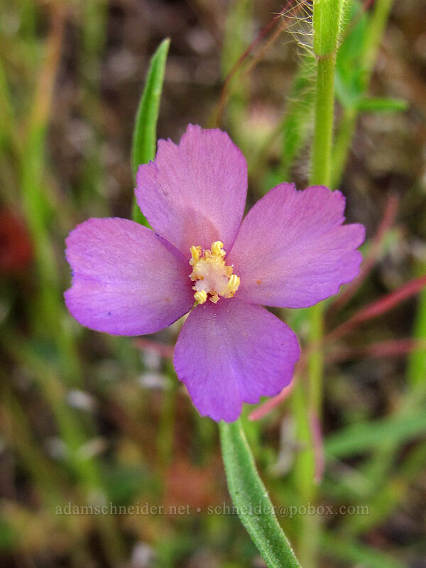 slender clarkia (Clarkia gracilis) [Tracy Hill, Klickitat County, Washington]