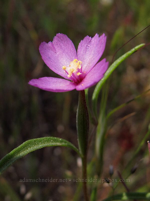 slender clarkia (Clarkia gracilis) [Tracy Hill, Klickitat County, Washington]