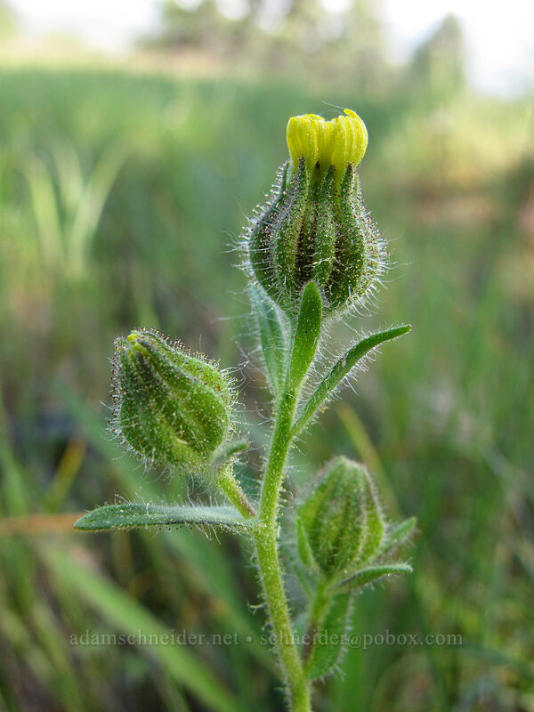 tarweed (Madia gracilis) [Tracy Hill, Klickitat County, Washington]