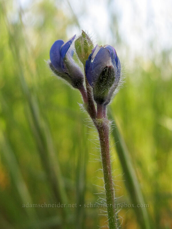 miniature lupine (Lupinus micranthus (Lupinus polycarpus)) [Tracy Hill, Klickitat County, Washington]