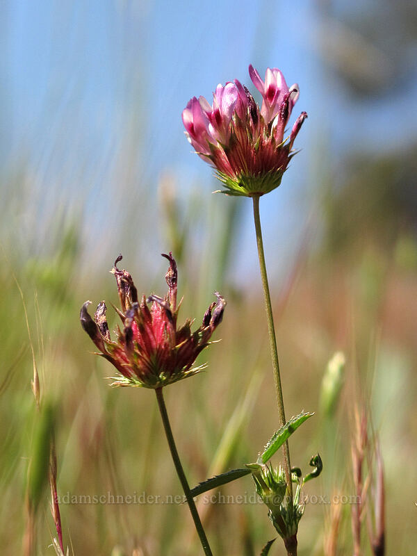 clover (Trifolium sp.) [Tracy Hill, Klickitat County, Washington]