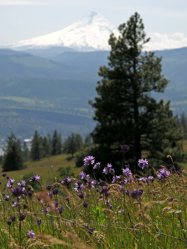 ookow & Mt. Hood (Dichelostemma congestum (Brodiaea congesta)) [Tracy Hill, Klickitat County, Washington]