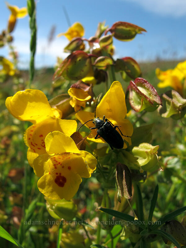beetle on monkeyflower (Erythranthe guttata (Mimulus guttatus)) [Tracy Hill, Klickitat County, Washington]