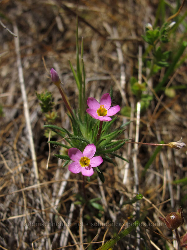 baby stars (Leptosiphon bicolor (Linanthus bicolor)) [Tracy Hill, Klickitat County, Washington]