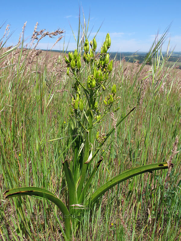 panicled death camas, gone to seed (Toxicoscordion paniculatum (Zigadenus paniculatus)) [Tracy Hill, Klickitat County, Washington]