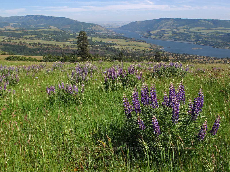 lupines (Lupinus sp.) [Tracy Hill, Klickitat County, Washington]