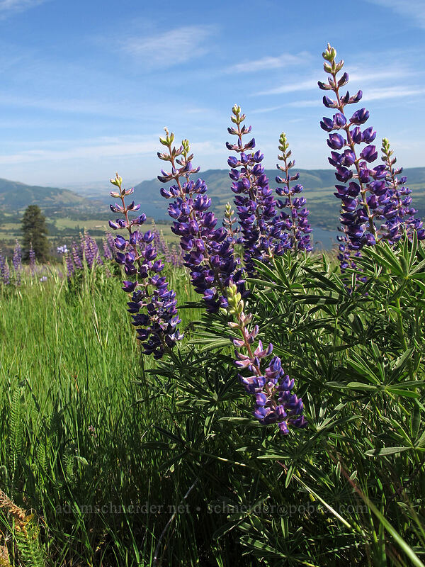 lupines (Lupinus sp.) [Tracy Hill, Klickitat County, Washington]