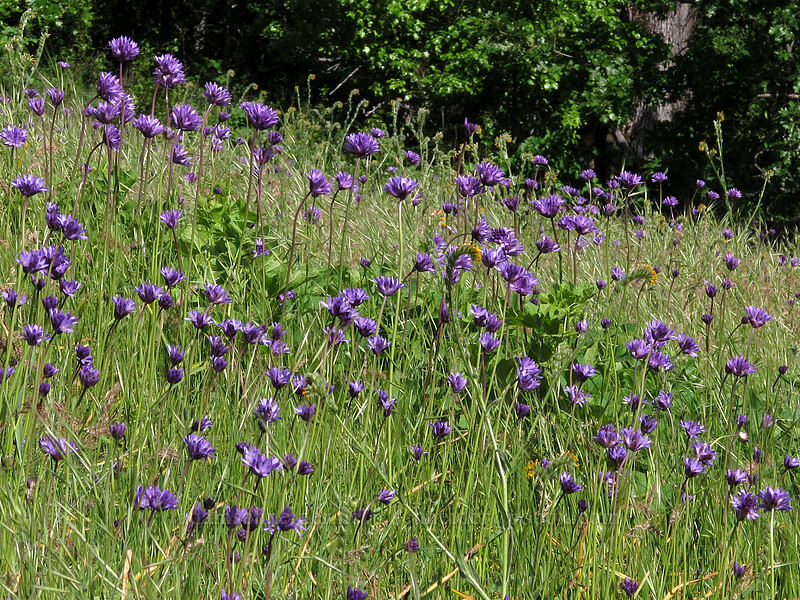 ookow (Dichelostemma congestum (Brodiaea congesta)) [Tracy Hill, Klickitat County, Washington]