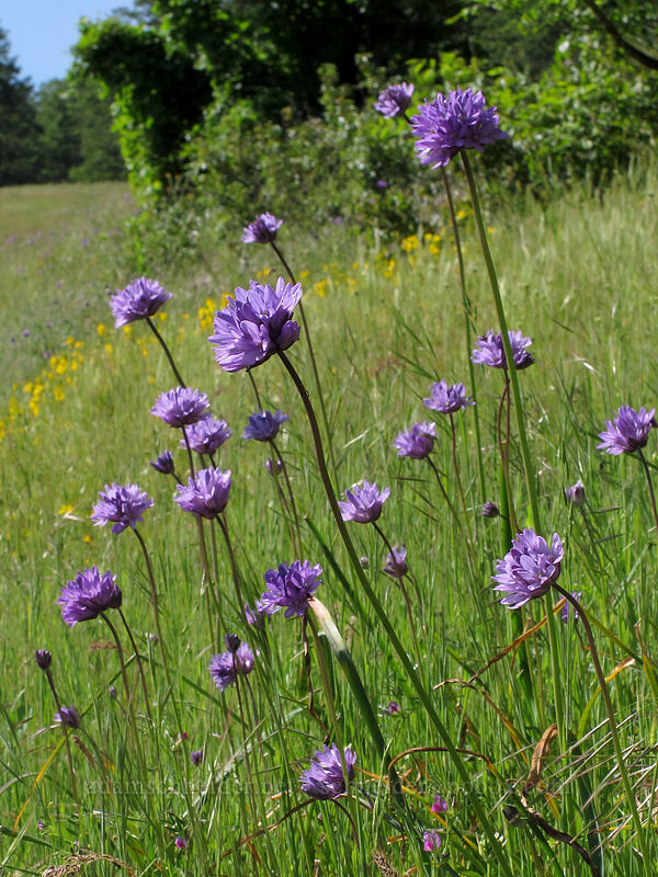 ookow (Dichelostemma congestum (Brodiaea congesta)) [Tracy Hill, Klickitat County, Washington]