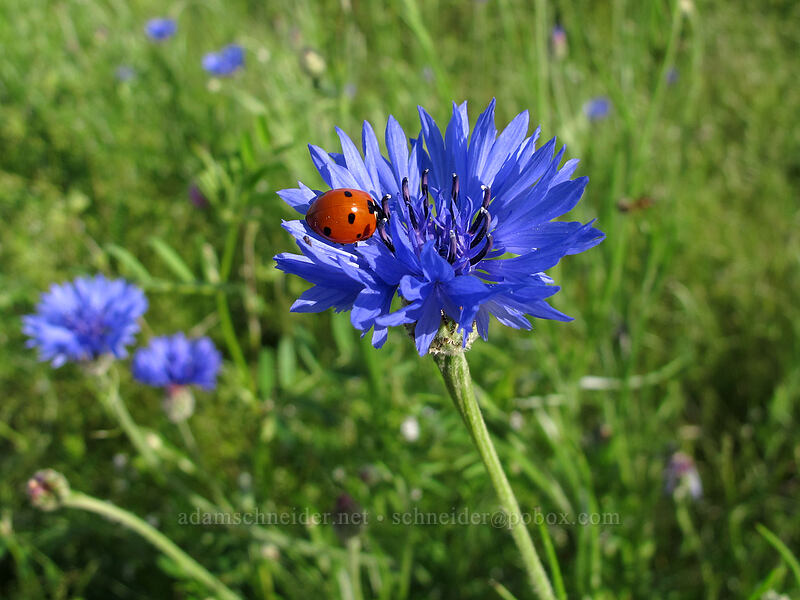 seven-spotted ladybug on a bachelor's button (Coccinella septempunctata, Centaurea cyanus) [Catherine Creek, Klickitat County, Washington]