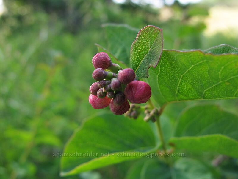 snowberry flowers, budding (Symphoricarpos albus) [Catherine Creek, Klickitat County, Washington]