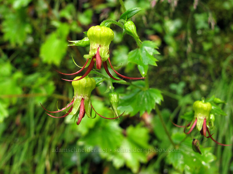 Oregon bolandra (Bolandra oregana) [Eagle Creek Trail, Columbia River Gorge, Hood River County, Oregon]