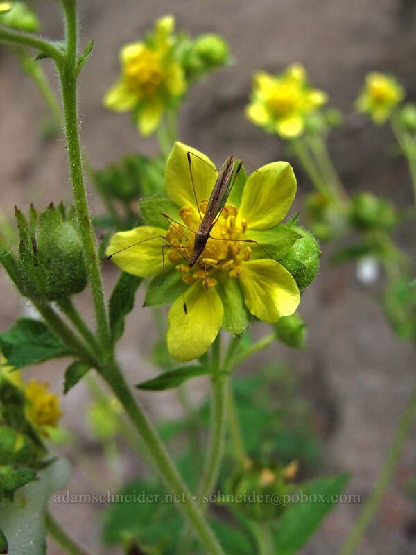 sticky cinquefoil (and a stilt bug) (Drymocallis sp. (Potentilla glandulosa), Neoneides muticus) [Eagle Creek Trail, Columbia River Gorge, Hood River County, Oregon]