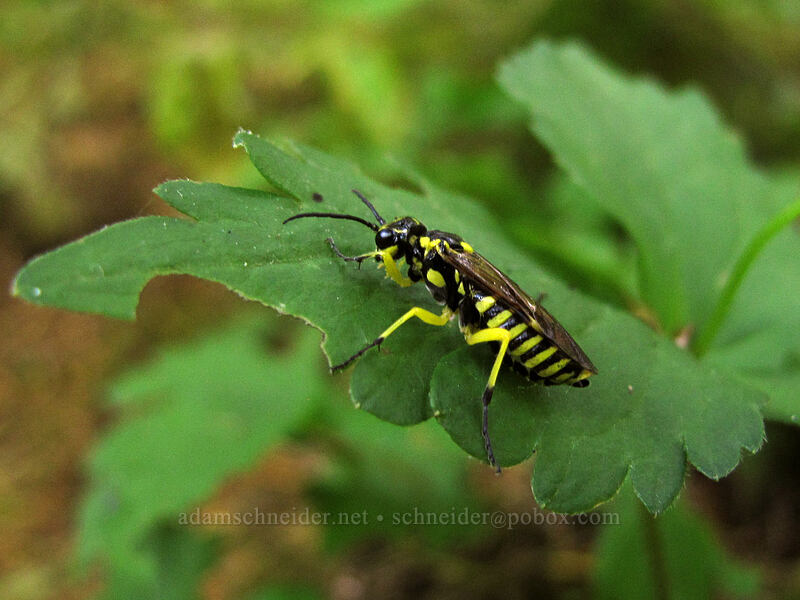 sawfly on anemone leaf [Eagle Creek Trail, Columbia River Gorge, Hood River County, Oregon]